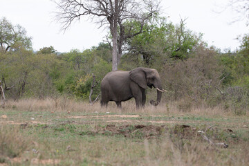 Fototapeta premium Elephant in Kruger National Park, South Africa