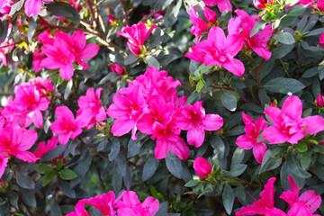 flowers are beautiful fresh pink azaleas with green leaves