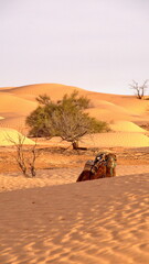 Fototapeta na wymiar Dromedary camel (Camelus dromedarius) by a tree in the Sahara Desert, outside of Douz, Tunisia