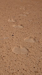 Camel prints in the sand, in the Sahara Desert, outside of Douz, Tunisia