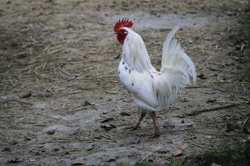 La Sussex