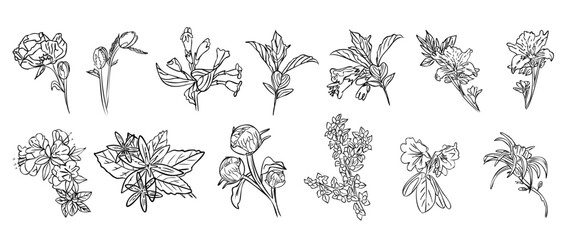 Fototapeta premium set doodle flowers hand drawing black and white illustration