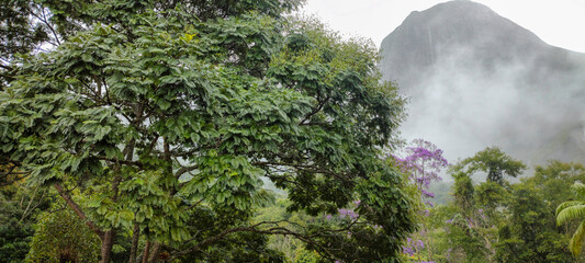 vegetation foliage flowers trees mountain hill valley rain cloud cloudy sky fire path stone rock texture pattern ivy grass vegetation garden gate entrance exit house roof chimney
