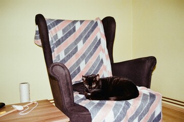 black cat Violka in a chair in Chomutov in Czechia  on 12. November 2023 on colour film photo -  blurriness and noise of scanned 35mm film were intentionally left in image