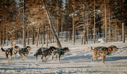 Hunde in lappland