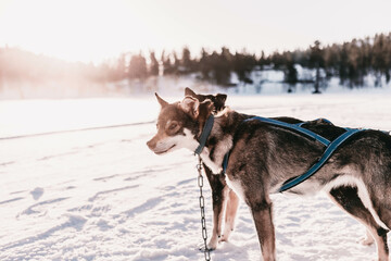 Hund in Lappland 