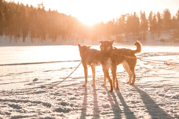Hunde in Lappland