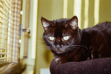 black cat Violka by window in Chomutov in Czechia  on 18. December 2023 on colour film photo - ...