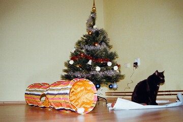 black cat Violka at Christmas tree in Chomutov in Czechia  on 24. December 2023 on colour film...