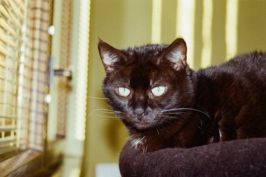 black cat Violka by window in Chomutov in Czechia  on 18. December 2023 on colour film photo -  blurriness and noise of scanned 35mm film were intentionally left in image