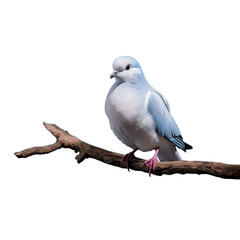 A Majestic Dove Perched Peacefully on a Sunlit Branch, Embodying Tranquility and Natural Beauty in a Moment of Stillness - A PNG Cutout Isolated on a Transparent Backdrop