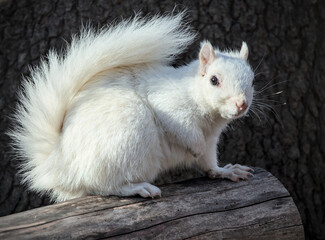 white squirrel sitting on a log in prospect park brooklyn new york city (albino, Leucism, leucistic, rare exotic gray squirrel north american)