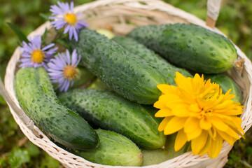 Summer cucumber harvest in a basket. Vegetable harvest