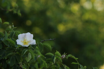 un fiore di rosa canina in primavera nel bosco