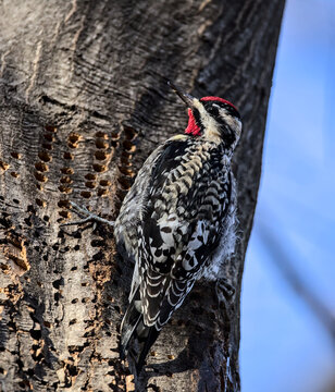 Yellow-bellied Sapsucker (woodpecker from northeast united states of america) on a tree full of holes from pecking in prospect park brooklyn birding, birdwatching, close up wildlife photography
