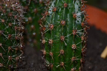 close up of a cactus