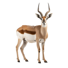 Naklejka na ściany i meble Graceful Antelope: Capturing Assence of Wilderness - A PNG Cutout Isolated on a Transparent Backdrop