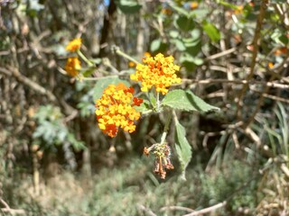 flower in the nature / orange flower wallpaper