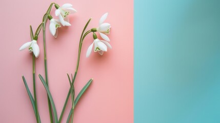Snowdrop flowers laid out on a pink and blue background. Flat lay with a copy space. Spring minimal concept.