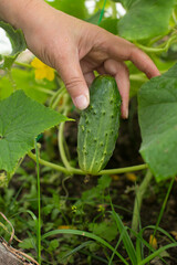 a cucumber is hanging on a branch in the greenhouse. The gardener's harvest