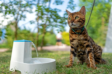 Young purebred Bengal cat near smart gadget with water fountain for cats and dogs. Electric water...