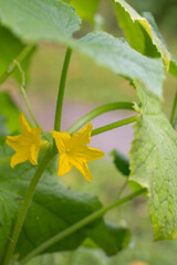 a cucumber is hanging on a branch in the greenhouse. The gardener's harvest
