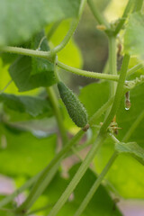 a cucumber is hanging on a branch in the greenhouse. The gardener's harvest