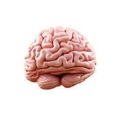 Human Brain Model - PNG Cutout Isolated in a Transparent Background
