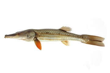 Naklejka premium Alligator gar isolated in copy space white background, Atractosteus spatula isolated in white background