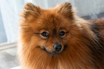 Obraz premium Red dog of the Spitz breed. A Spitz dog lies on a rug.