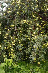 ripe apples are hanging on a tree. Apple Orchard