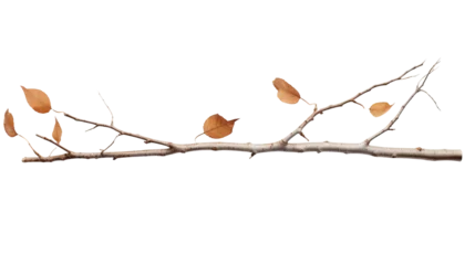 Zelfklevend Fotobehang Branch of birch on white or transparent background © Tabassum