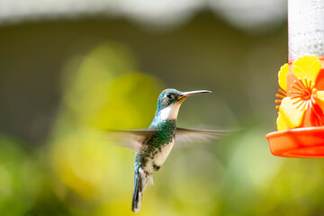 Fototapeta premium hummingbird sucking from a feather