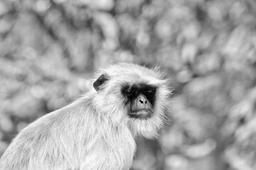 Fototapeta premium Portrait of Gray Langur in Ahmedabad, India