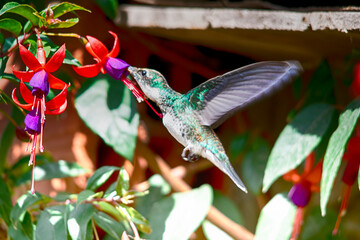 Hummingbird sucking nectar from a fuchsia flower