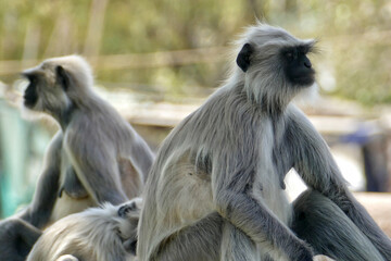 Portrait of Gray Langurs in Ahmedabad, India