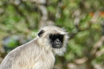 Portrait of Gray Langur in Ahmedabad, India