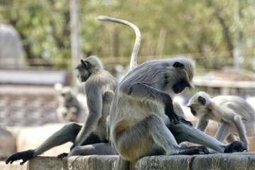 Portrait of Gray Langurs in Ahmedabad, India