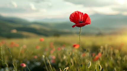 Single red poppy standing tall in a meadow with mountainous backdrop - obrazy, fototapety, plakaty