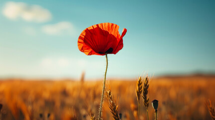 Red poppy in a golden wheat field under a clear blue sky