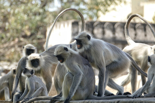 Portrait of Gray Langurs in Ahmedabad, India