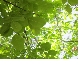 Green leaves on the background of the blue sky and the sun.