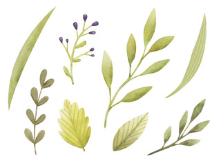 Set of watercolor green leaves and branches isolated on white background. Green and fresh summer foliage for the wreath, border, wallpaper design. Hand drawn floral illustrations.