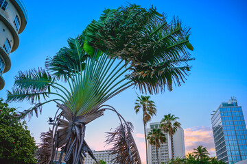 .Travelers Palm Tree or Ravenala Palm, fan-shaped pattern like a peacock's tail, standing enormously huge over the buildings in San Juan, Puerto Rico, impressive tropical landscape.