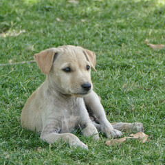 Portrait of a feral puppy in Ahmedabad, India
