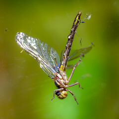 Even the most successful predator, the dragonfly, is no match for a Spider's web.  Dragonfly...