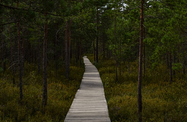 Obraz premium boardwalk in the forest