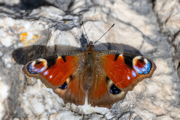 Nymphalidae / Tavus Kelebeği / Peacock Butterfly / Inachis io