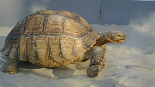 A large turtle crawls along the sand in a terrarium, slow motion