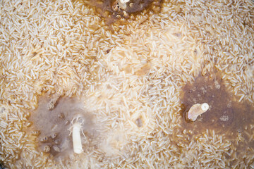 Top View of Boiling Pilaf with Meat and Garlic — Rich Texture and Cooking Process